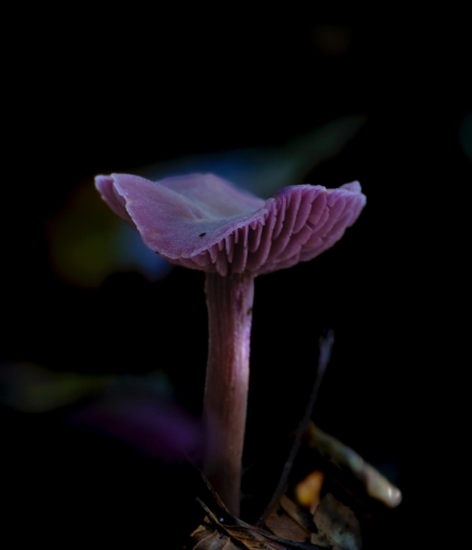 paddenstoel 17 waal-art.nl