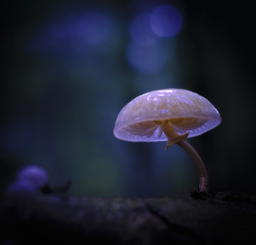 paddenstoel 15 waal-art.nl