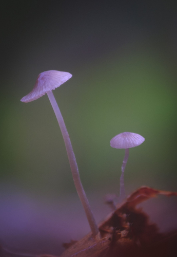 paddenstoel 10 waal-art.nl