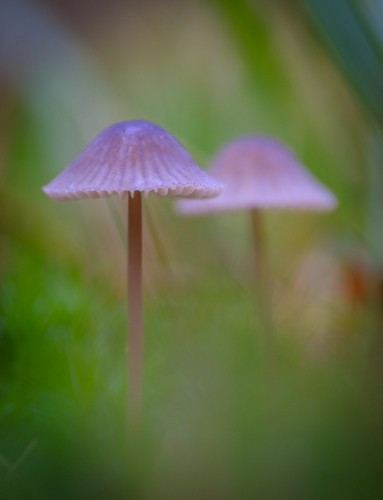 paddenstoel 3 waal-art.nl