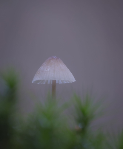 paddenstoel 12 waal-art.nl