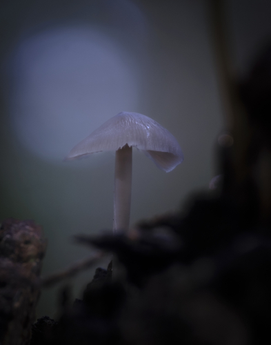 paddenstoel 13 waal-art.nl