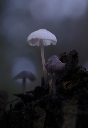 paddenstoel 14 waal-art.nl