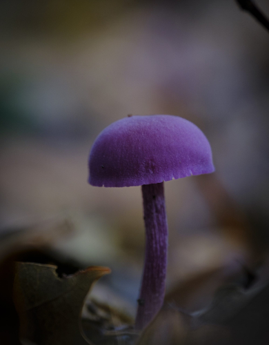 paddenstoel4 waal-art.nlDSCF7462