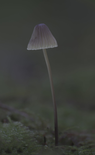 paddenstoel 8 waal-art.nl