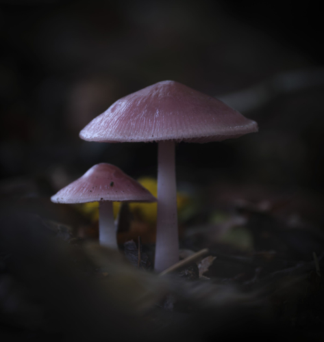 paddenstoel 5 waal-art.nl