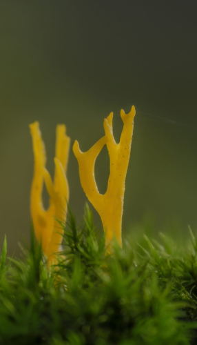 paddenstoel 6 waal-art.nl