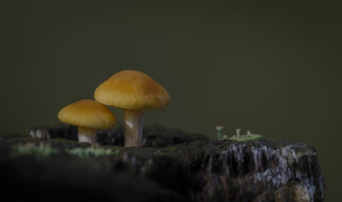 paddenstoel 7 waal-art.nl