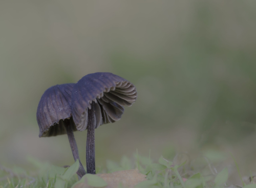 paddenstoel 22 waal-art.nl