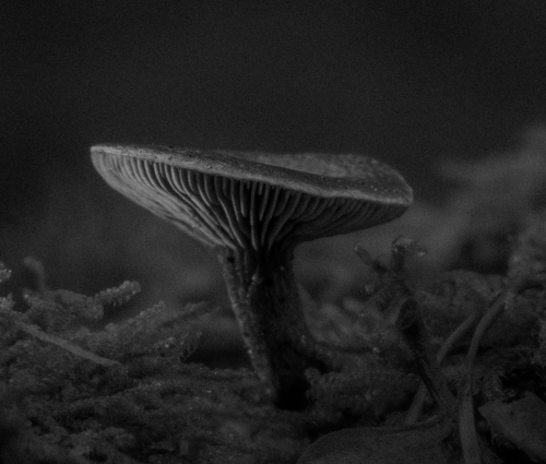 paddenstoel 21 waal-art.nl