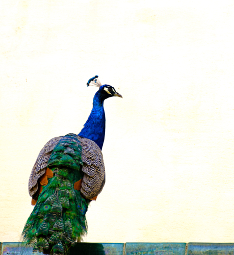 sevilla-waalart27 (1)